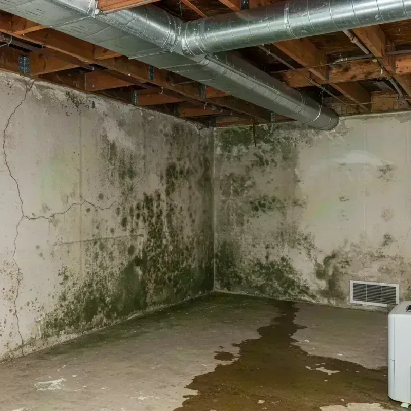 Professional Mold Removal in Landisville, PA